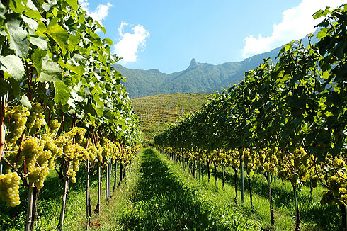 viti Valle dei Laghi_in bassa- foto M  Miori