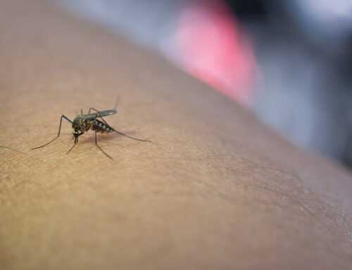 Lettere – West Nile nel Lodigiano, Ama il tuo paese: «Non aspettiamo la prossima estate: la prevenzione parta ora»