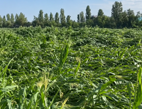 Maltempo a Lodi, la Regione approva la delibera per i danni alle infrastrutture agricole